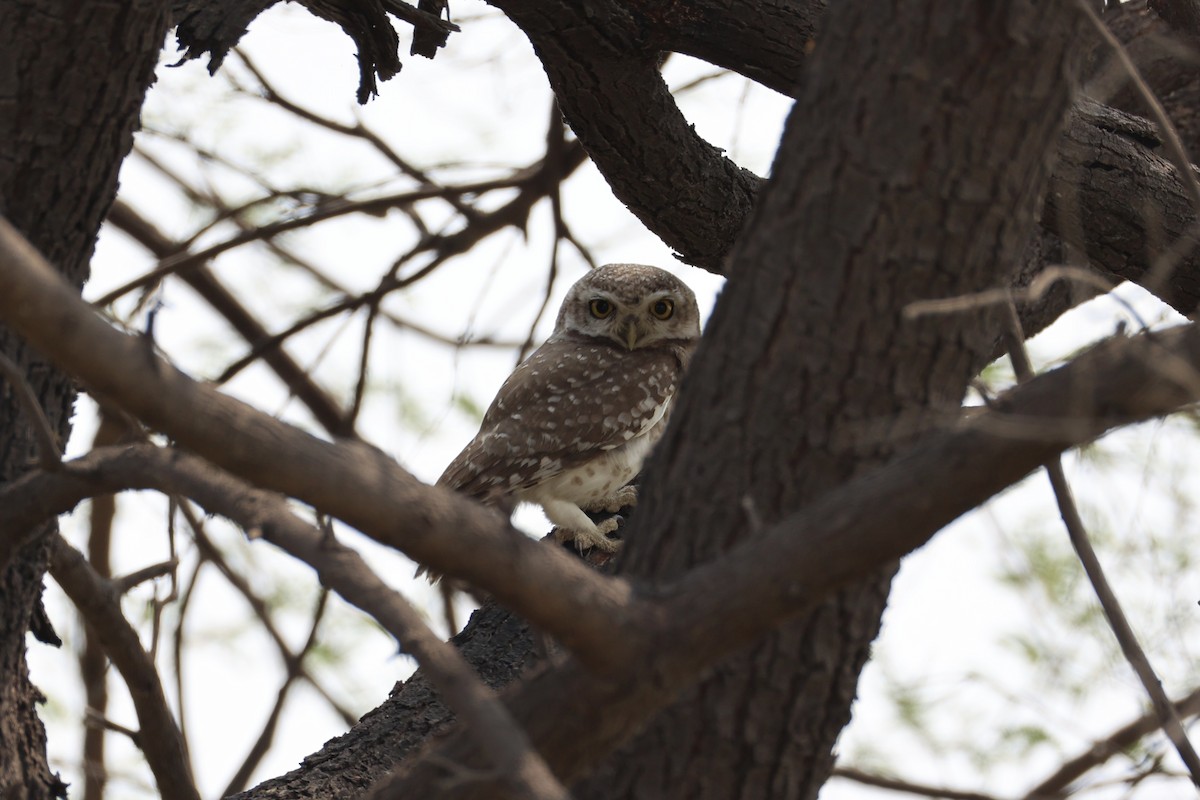 Spotted Owlet - ML618309804