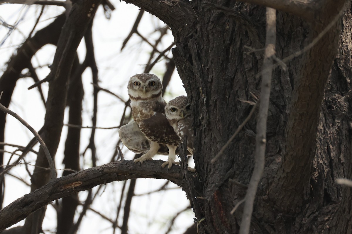 Spotted Owlet - ML618309805