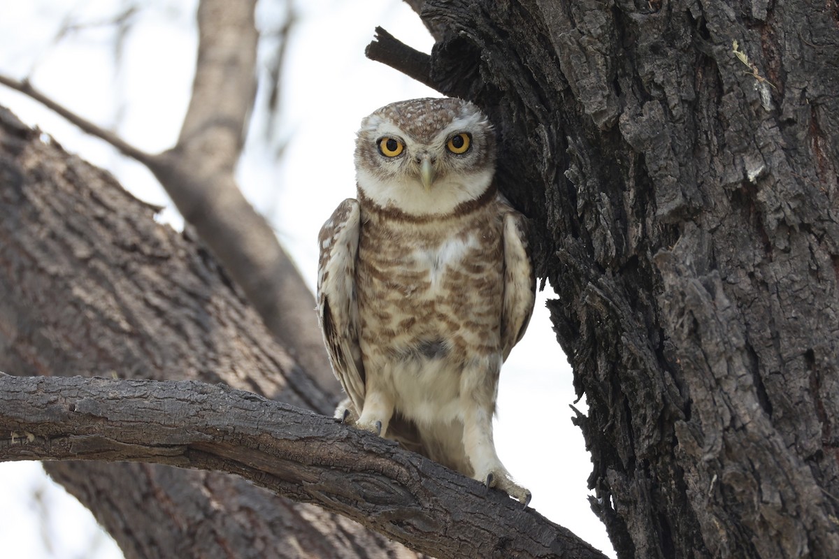 Spotted Owlet - ML618309806