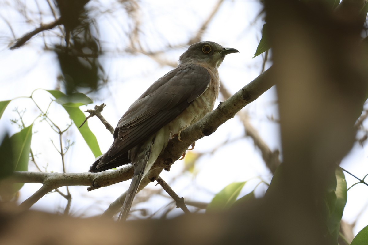 Common Hawk-Cuckoo - ML618309823