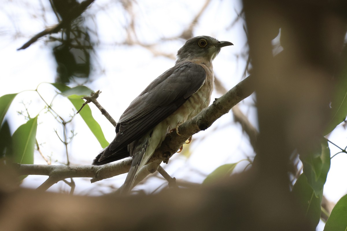 Common Hawk-Cuckoo - Andrew William