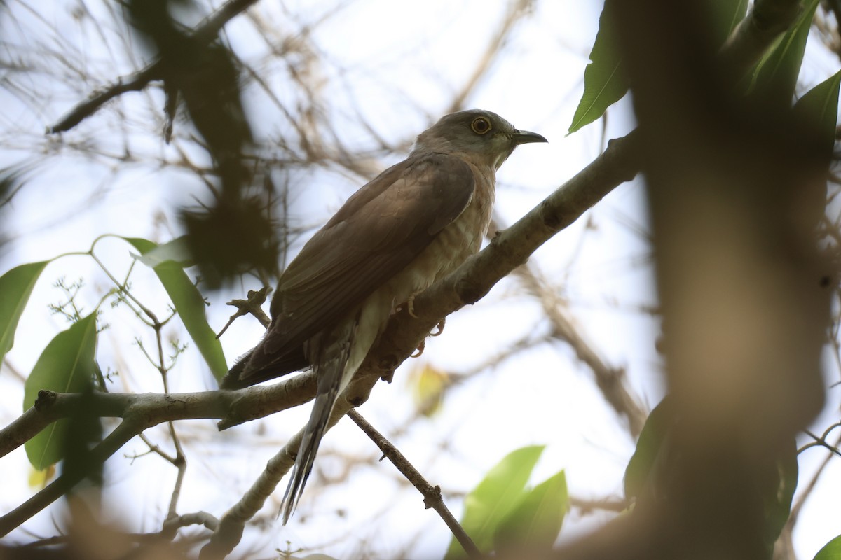 Common Hawk-Cuckoo - ML618309825