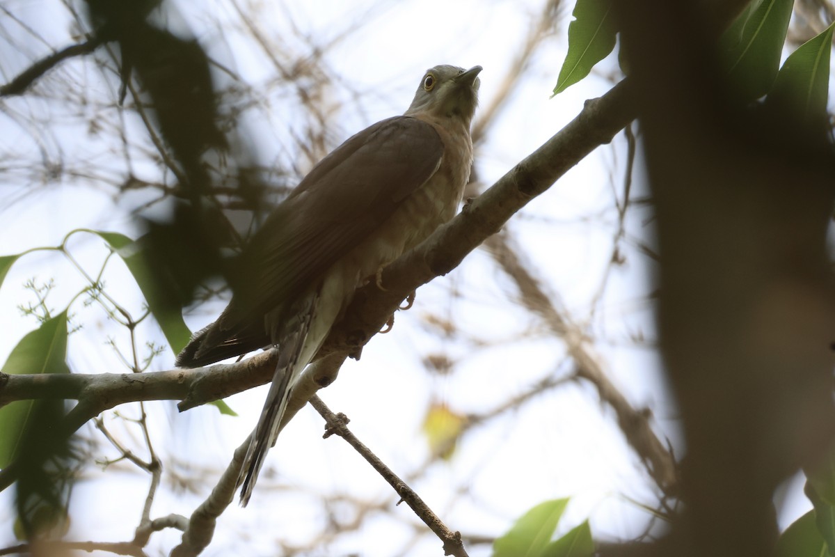 Common Hawk-Cuckoo - ML618309826
