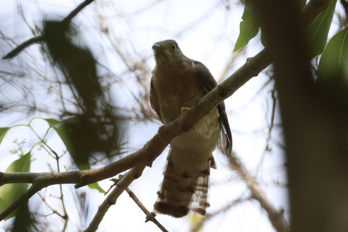 Common Hawk-Cuckoo - ML618309827