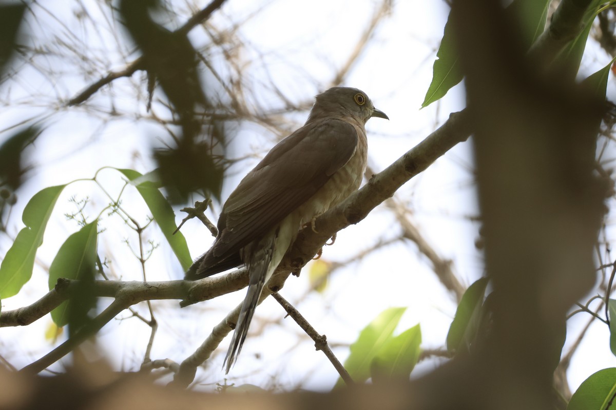 Common Hawk-Cuckoo - Andrew William