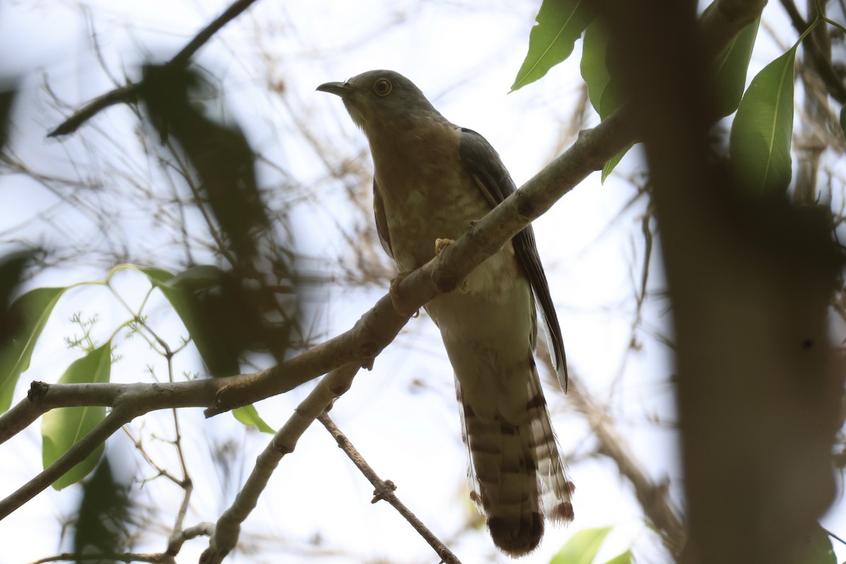 Common Hawk-Cuckoo - ML618309829