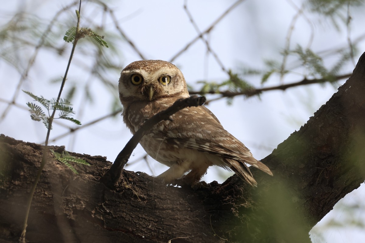 Spotted Owlet - ML618309842