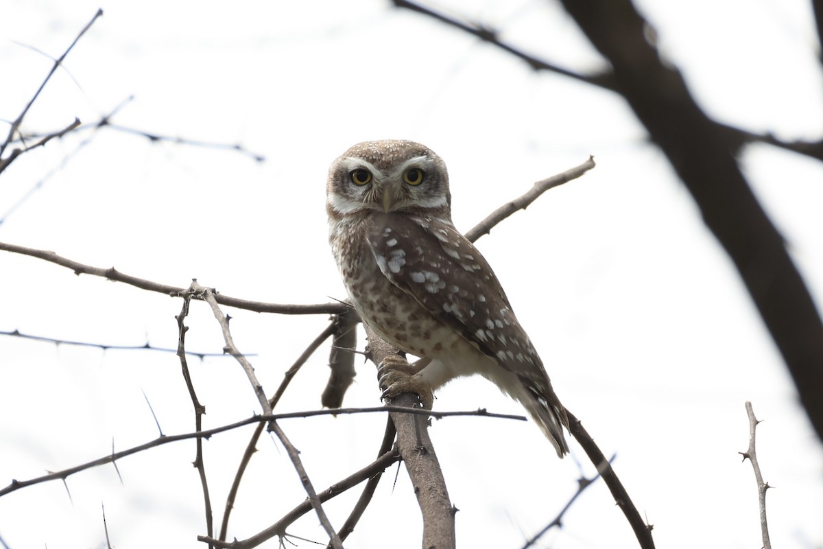 Spotted Owlet - Andrew William