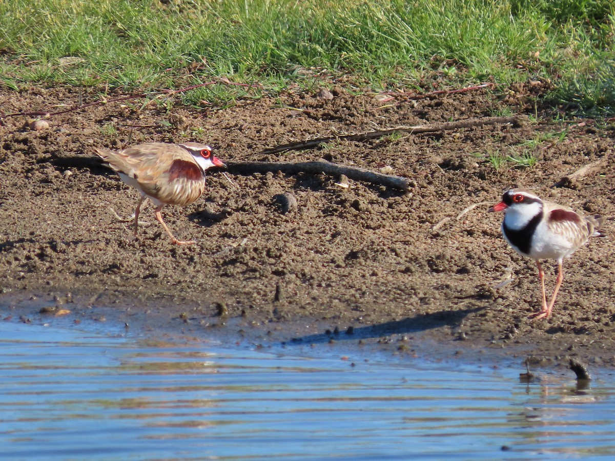 Black-fronted Dotterel - Rolo Rodsey