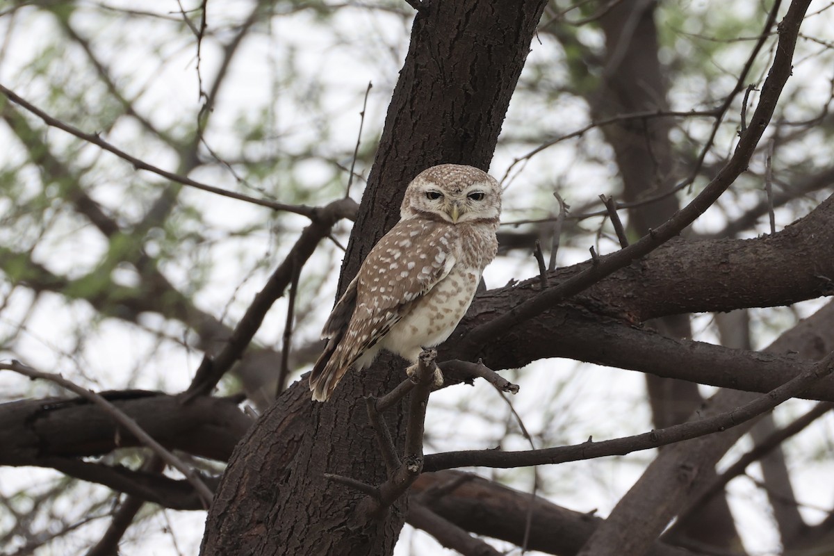 Spotted Owlet - ML618309897