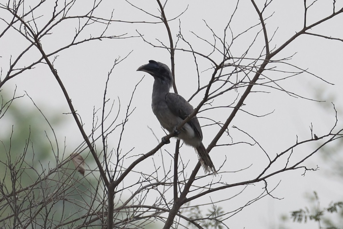 Indian Gray Hornbill - ML618309943
