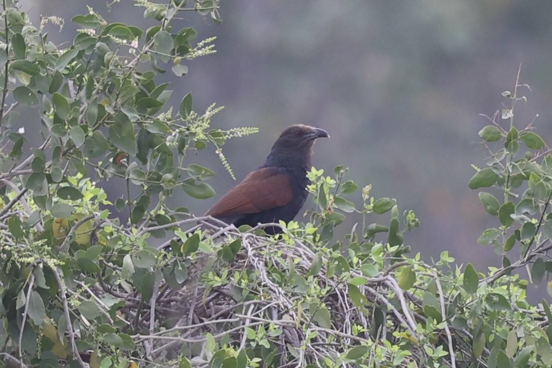 Greater Coucal - ML618309944