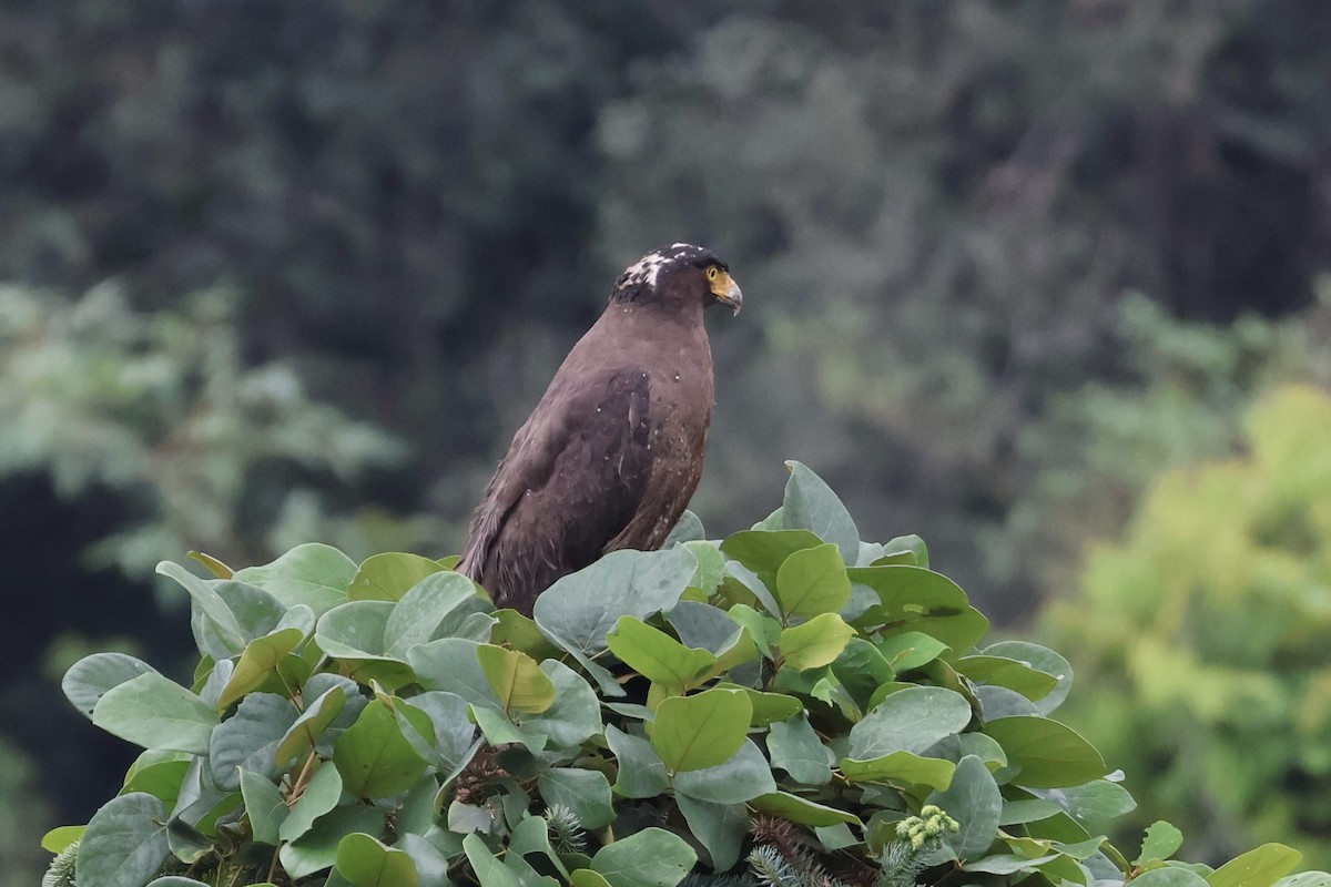 Crested Serpent-Eagle - ML618309968