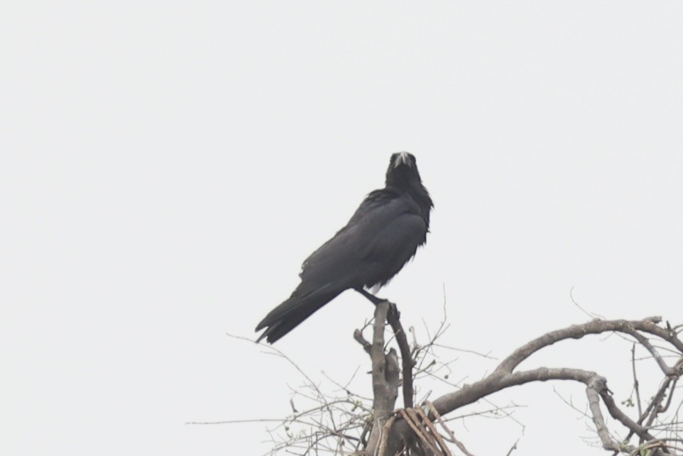 Large-billed Crow - ML618310015