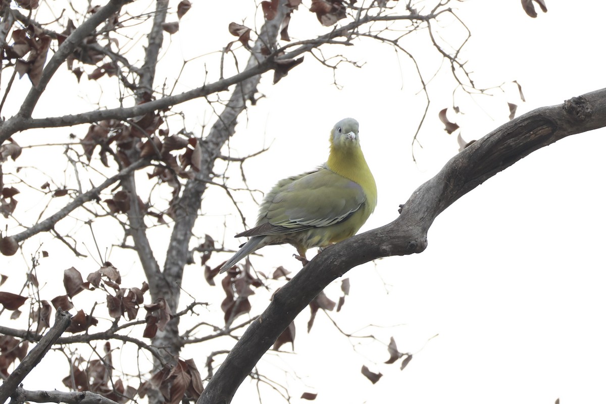 Yellow-footed Green-Pigeon - ML618310016
