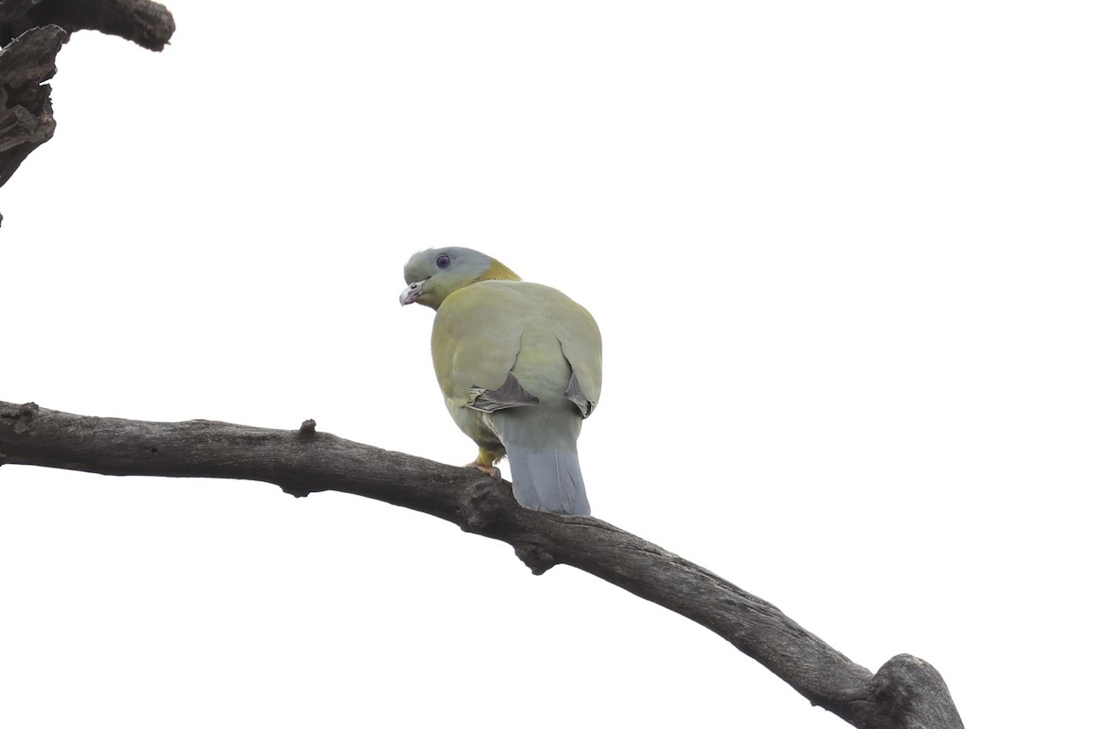 Yellow-footed Green-Pigeon - ML618310017