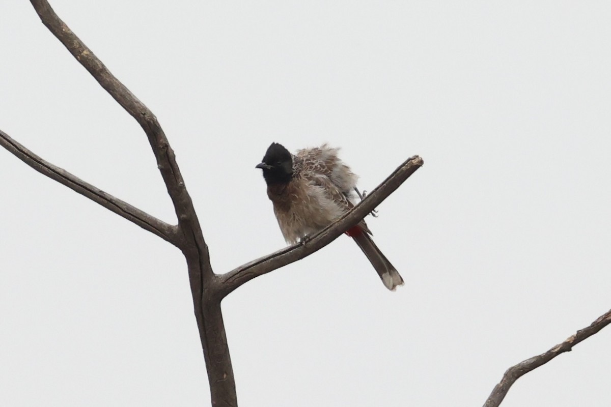 Red-vented Bulbul - ML618310031