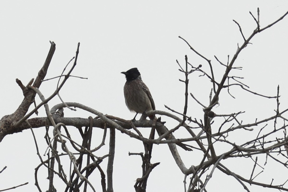 Red-vented Bulbul - ML618310032