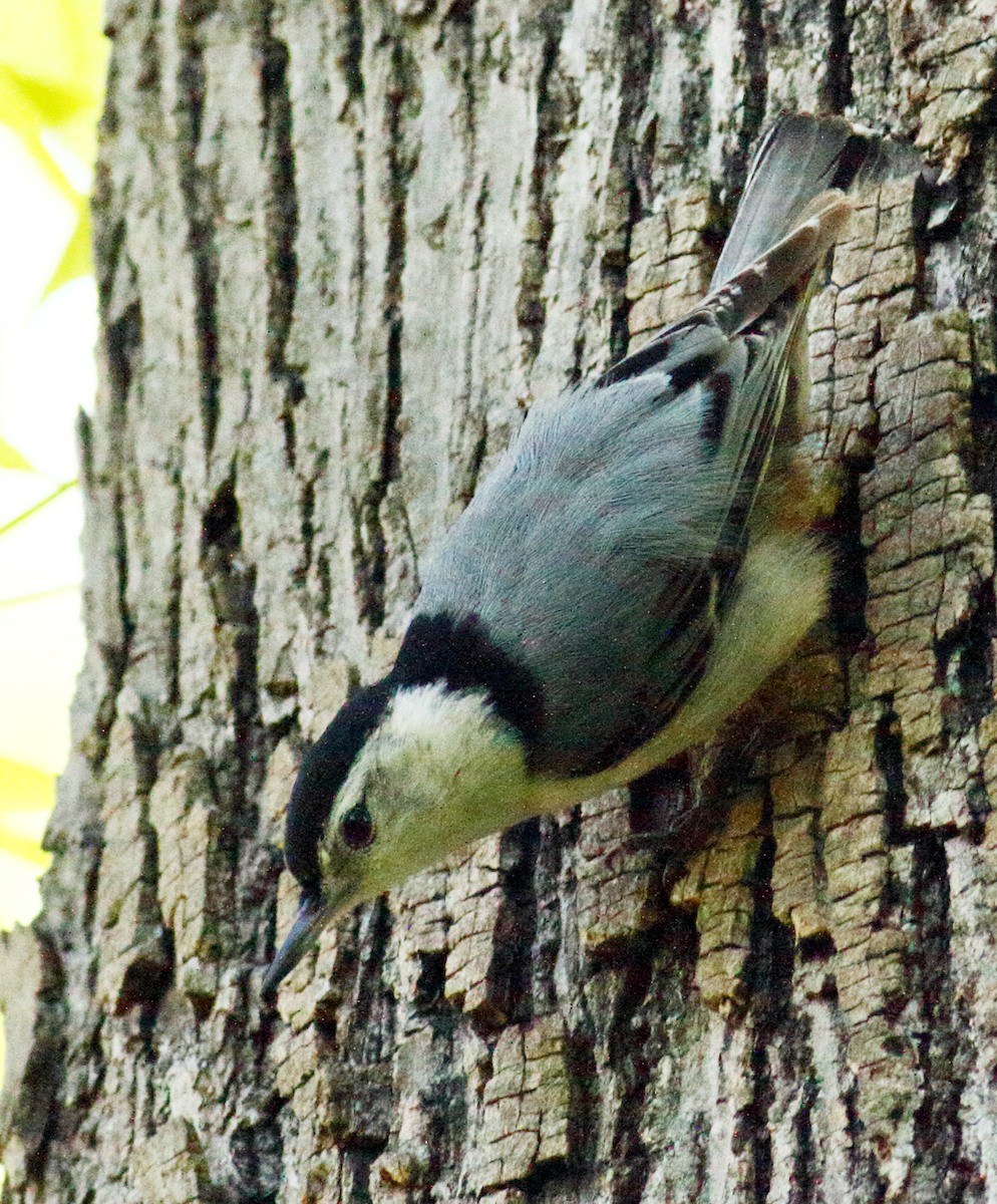 White-breasted Nuthatch - ML618310047