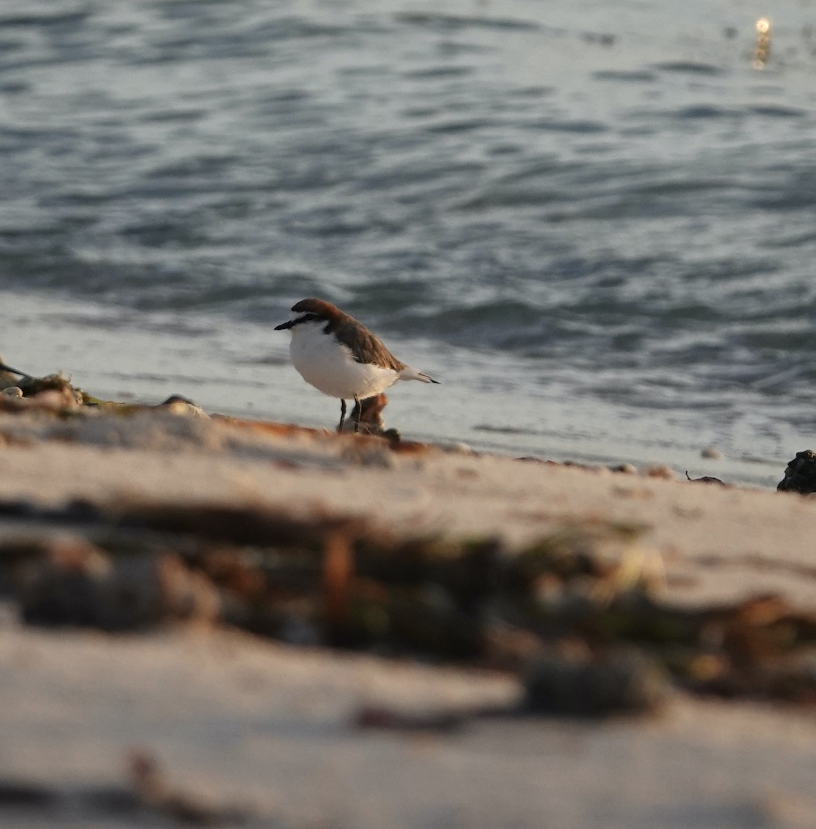 Red-capped Plover - ML618310048