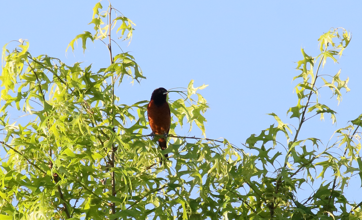 Orchard Oriole - ML618310049