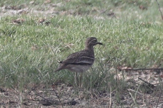 Indian Thick-knee - ML618310081