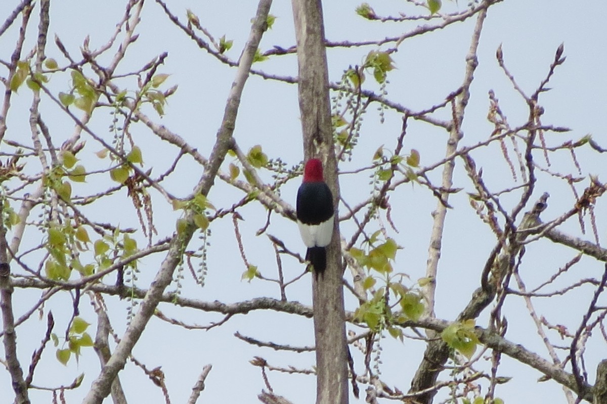 Red-headed Woodpecker - suzanne pudelek