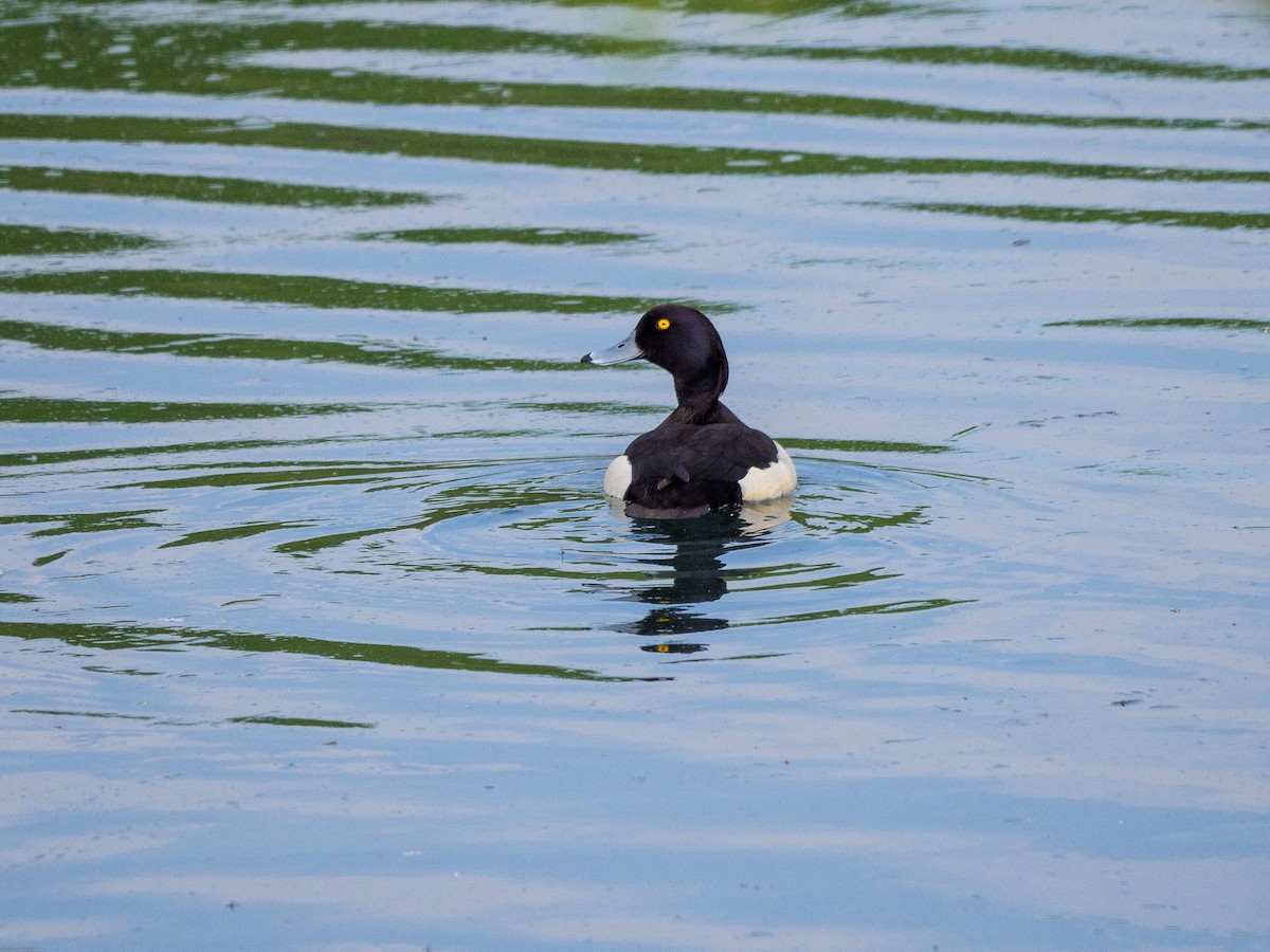 Tufted Duck - ML618310160