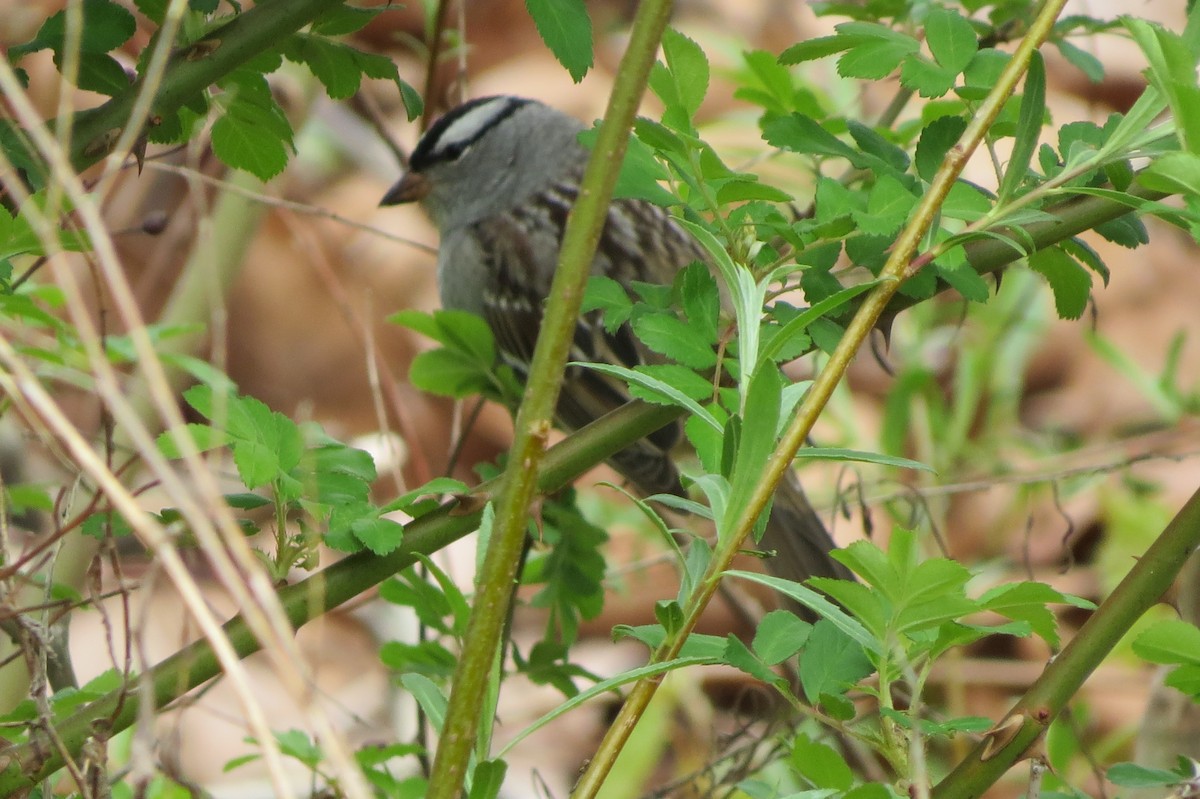 White-crowned Sparrow - ML618310164