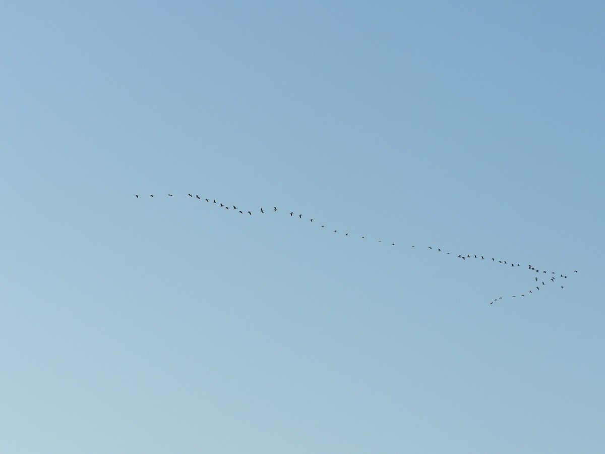 ibis slámokrký - ML618310176