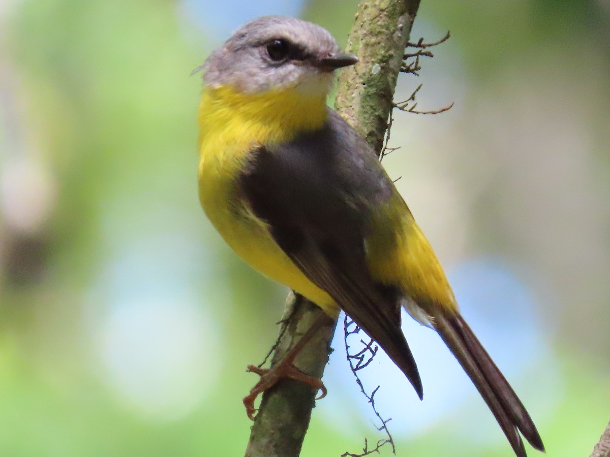 Eastern Yellow Robin - Rolo Rodsey