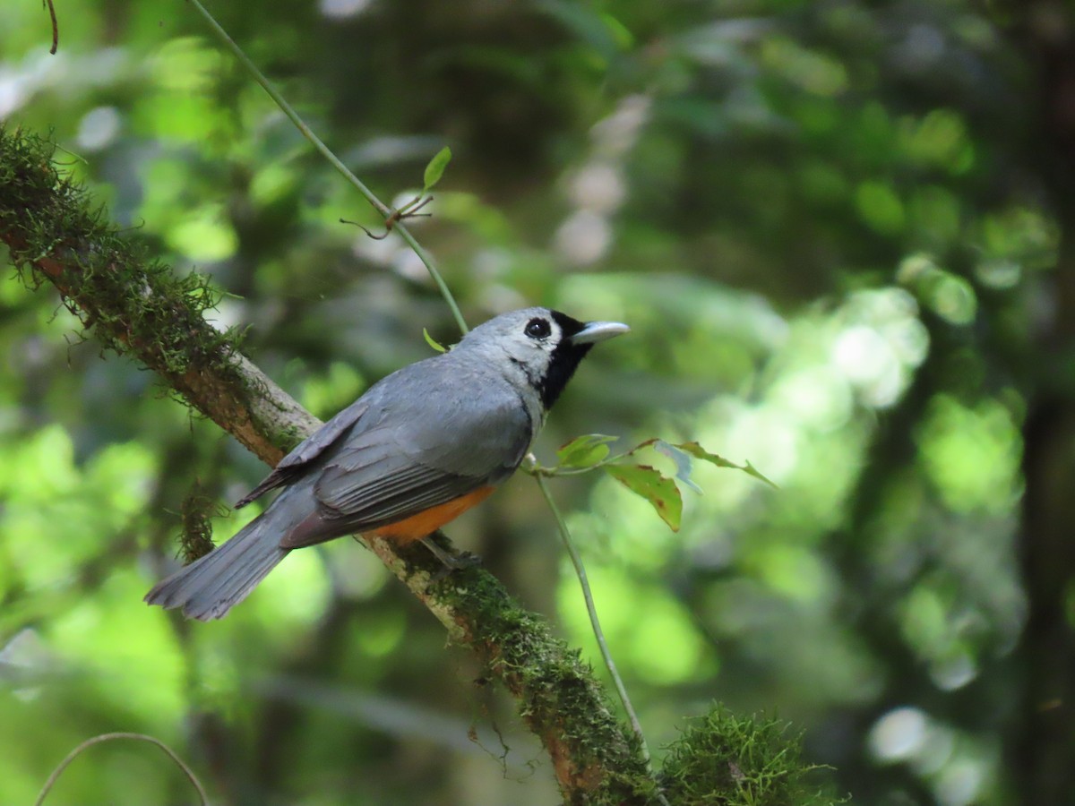 Black-faced Monarch - Rolo Rodsey
