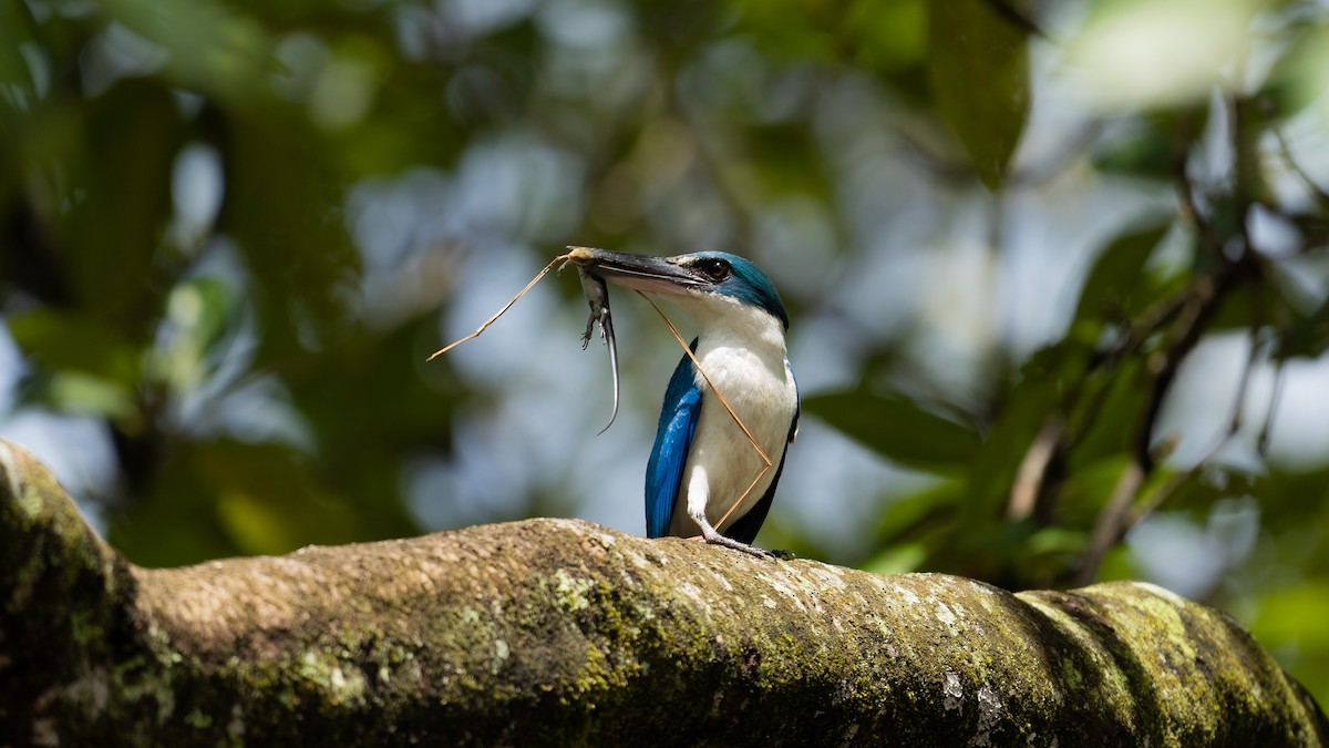 Collared Kingfisher (Collared) - Rahman Mandu