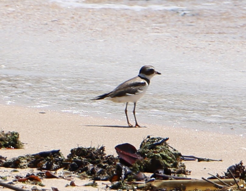 Semipalmated Plover - ML618310336