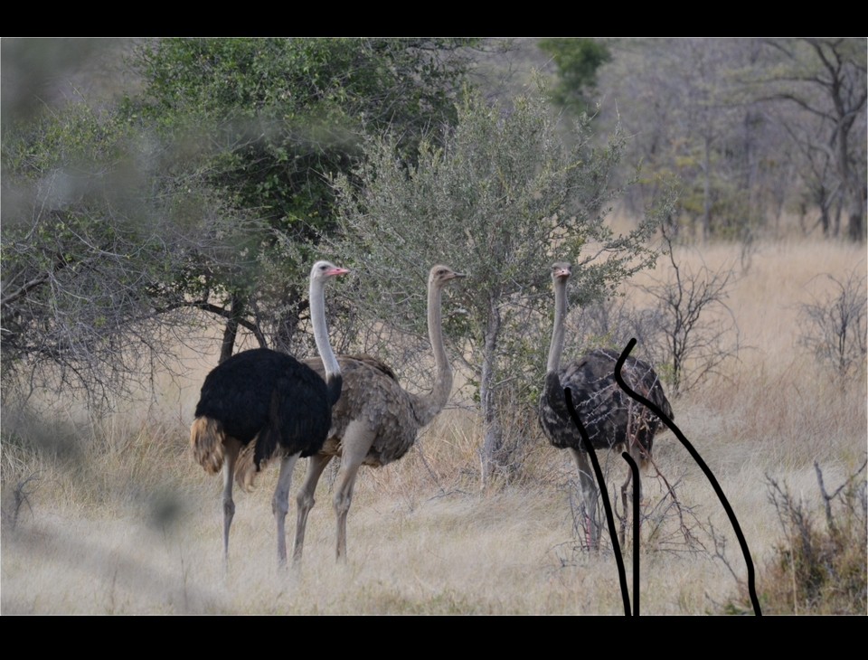 Африканский страус - ML618310360