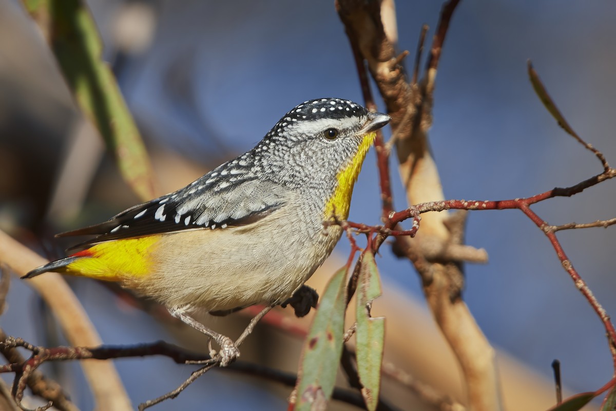 Spotted Pardalote - ML618310393