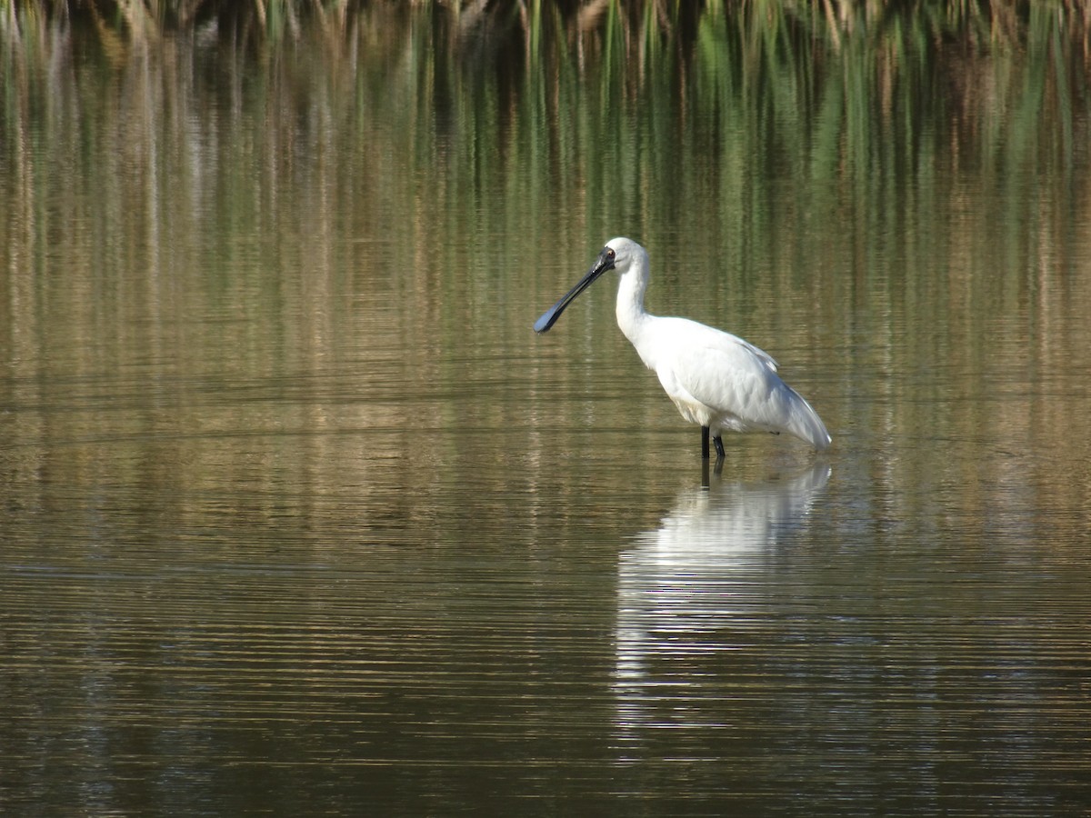 Royal Spoonbill - Malcolm Cousland
