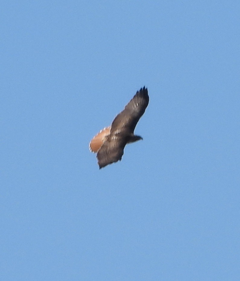 Red-tailed Hawk - ML618310430