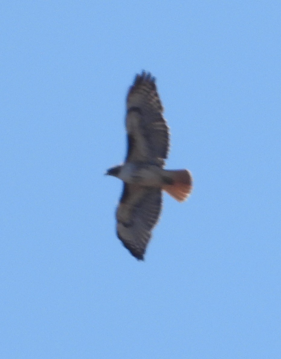 Red-tailed Hawk - ML618310431