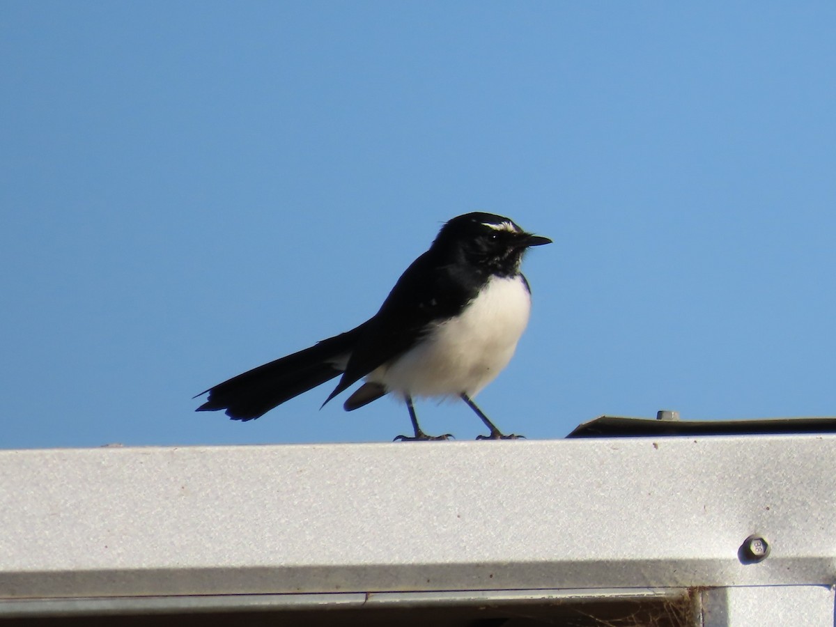 Willie-wagtail - ML618310436