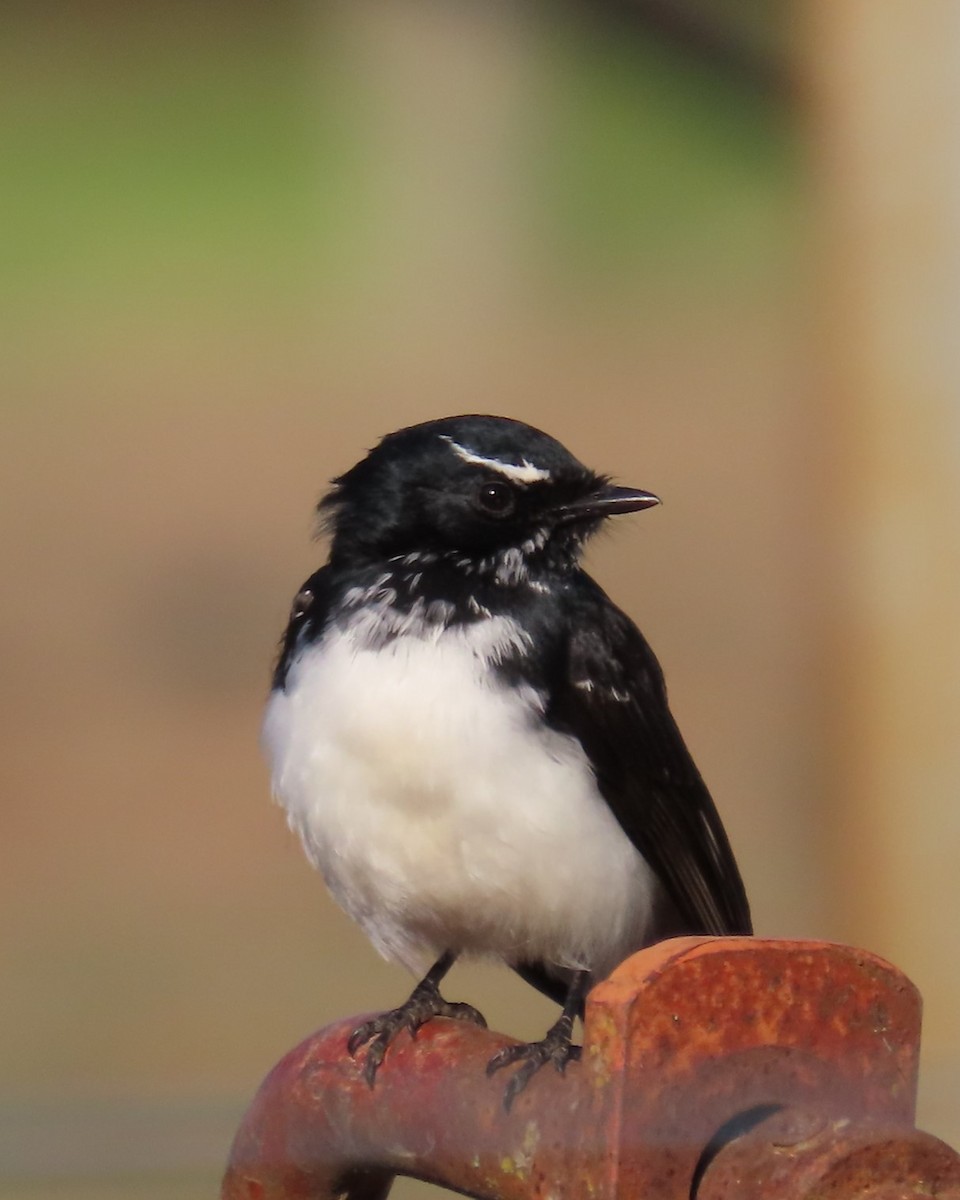Willie-wagtail - ML618310437