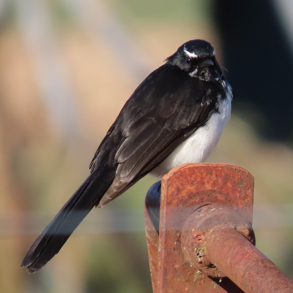 Willie-wagtail - ML618310438