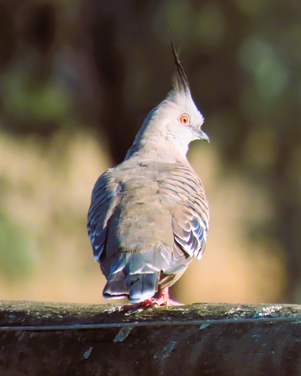 Crested Pigeon - ML618310447