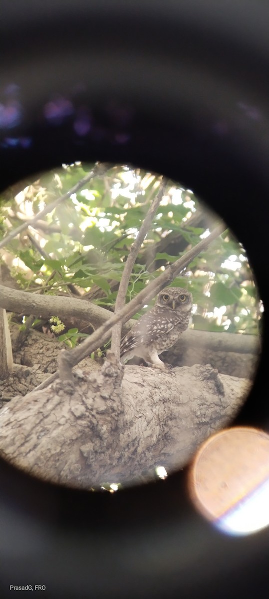 Spotted Owlet - ML618310473
