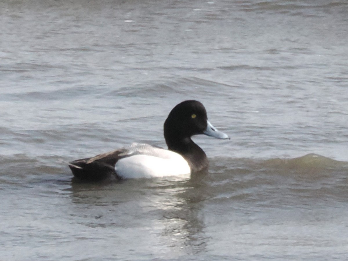 Greater Scaup - ML618310475