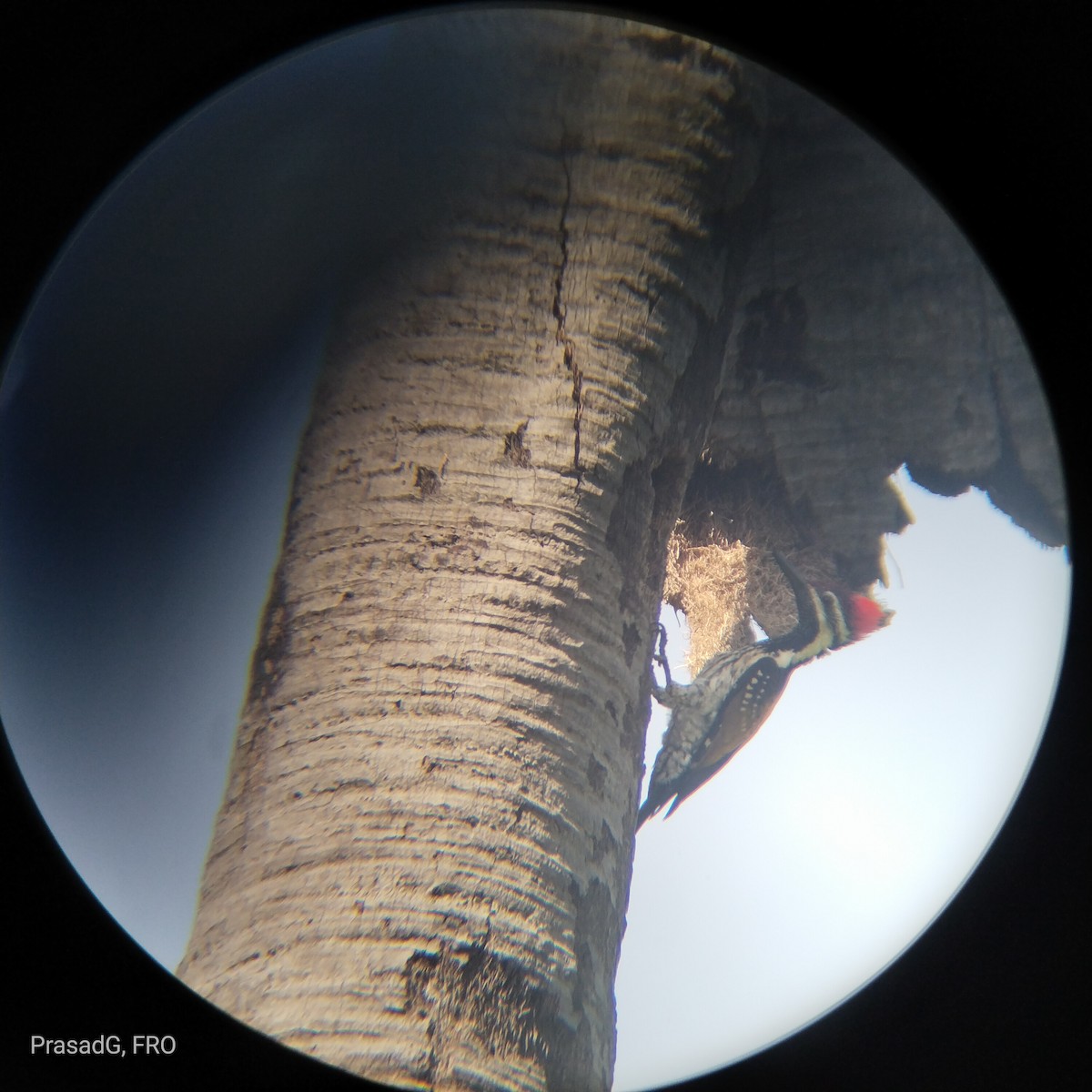 White-naped Woodpecker - ML618310477