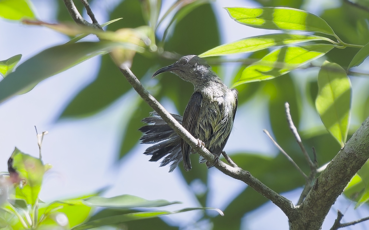 Black-throated Sunbird - ML618310525