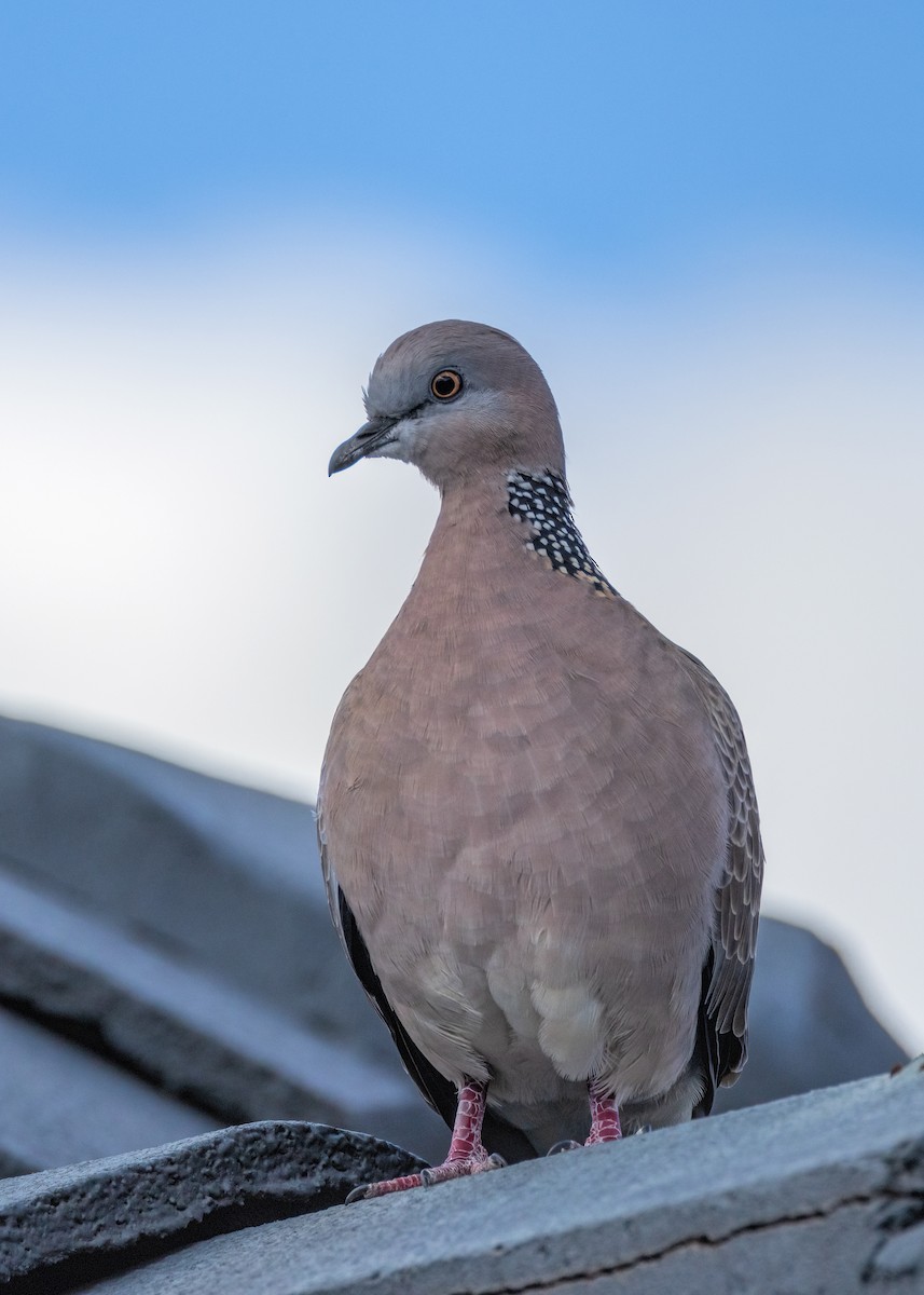 Spotted Dove - ML618310557