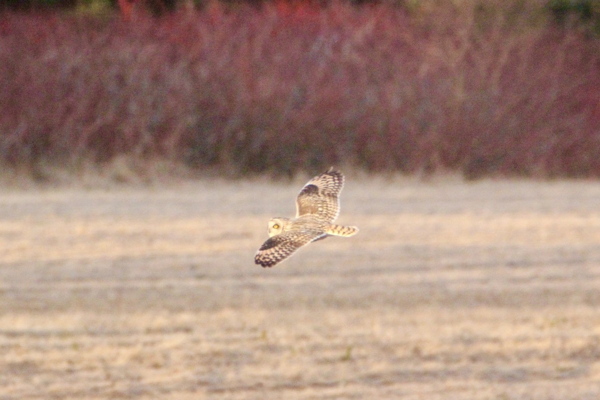 Short-eared Owl - ML618310633