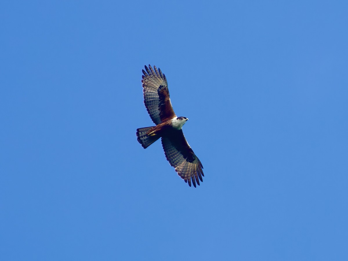 Rufous-bellied Eagle - ML618310658